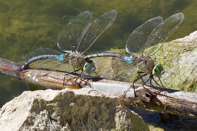 Anax parthenope o Anax imperator? Anax parthenope!